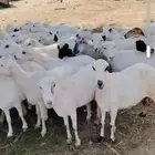 أعرض لكَم ضان رفيديات ميديا ت العدد50كلها دفيع