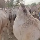 قعدان مفاريد السعر 2850