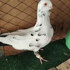 فحل للكش