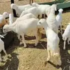 أعرض لكَم ضان رفيديات موليد وقريب العدد90يتبه30من البهم