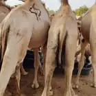 قعدان صومالي مفاريد السعر 2850