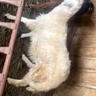 خروف ذكر