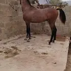مهر شعبي كفو شرط التفاصيل والتواصل واتساب الموقع محايل عسير