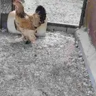 حبه واحده ابرهام