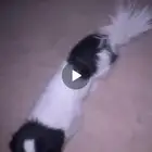 كلب مالتيز للبيع