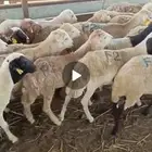 لدينا الرفيدي المستورد