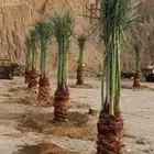 يوجد لدينا نخل عربي واشنطني خلاص ملوكي روثانا برحي
