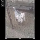 تيس 4 أشهر وزياد5