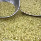 خضير أخضر ذره بيضاء اليوم تم القطف