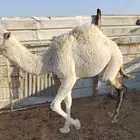 قعود وبكره للبيع