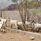 معزا صغار سن بالفحل