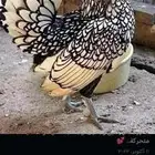 مطلوب سبرايت ليموني