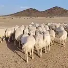 غنم حرش دفيع صنف الصنف العدد 90 الفحول 2