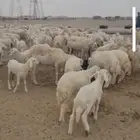 غنم خلفات للبيع