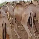 حشو قعدان مفاريد السعر 2850