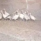 صوص رومي