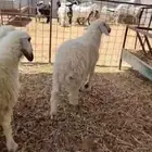للبيع جذعات حريه الموقع تمير