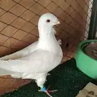فحل للكش