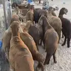 سواكن حمري مرباه