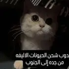 موصل حيوانات أليفة قطط طيور