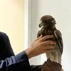 عقاب مسيرة صغرى