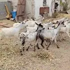 معزا صغار سن بالفحل