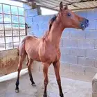 خيل للبيع