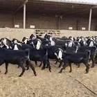 للبيع معزا عارضيات