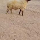 فحل نعيم فاخر طيب شرط القريع السن سديس