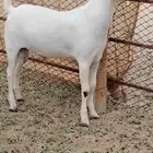 تيس بيشي أكحل