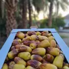 رطب برني العيص 1447 كميات محدوده يوميا لجده