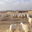 غنم حريه مراح واحد دفيع اغلبها على ولاد