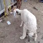 انثى من الضام العمر شهرين الى ثلاثه شهور