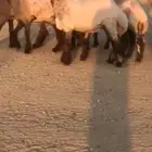 جدعات وفحول