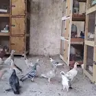 حمام كش للبيع