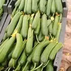 مزرعة مشارف للمنتجات العضويه.  خيار طماطم عادي.طماطم شيري