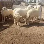 طليان وخل حرية سمان