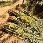 يوجد لدينا جميع انواع النخيل وجميع المقاسات
