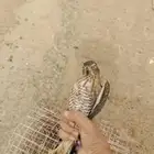 باز فرخ للبيع