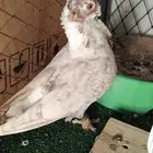حمام سوري للكش