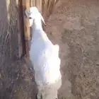 طلي ساكني تم البيع تم البيع تم البيع