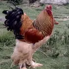 صوص براهما بوف