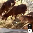طليان سواكني للبيع