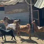 4ماعز وا فحل