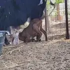 عنز عارضيه تحتها جفره الصحه ممتازه