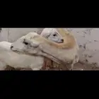 ضأن منتوج للبيع