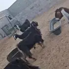 خمس معزاء عوارض وفحل ثني