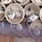 حمام باكستاني انتاج بعض ماعمره طار محشور