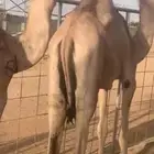 قعدان حشو مفاريد السعر 2850