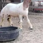 فحول نعيم جدعان فاخره جبار ولون وروس العدد 2 يوجد فيديو واضح